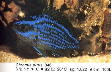 Chromis altus